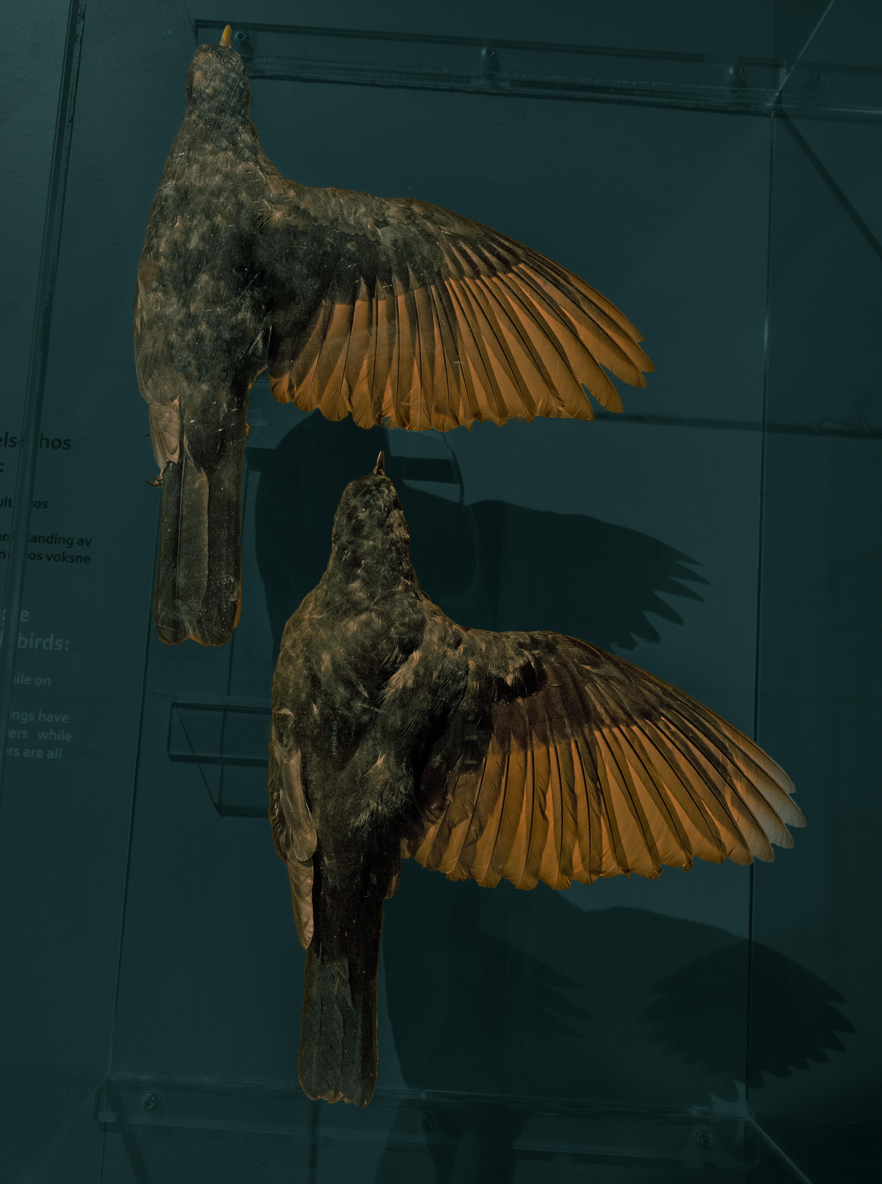 Svarttrost trekkfuglutst